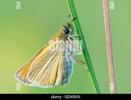 Attēlu rezultāti vaicājumam “Thymelicus lineola underside”