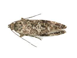 Attēlu rezultāti vaicājumam “Glyphipterigidae”