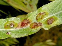 Attēlu rezultāti vaicājumam “Pontania proxima”