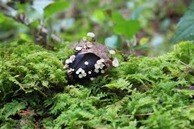 Attēlu rezultāti vaicājumam “Hymenoscyphus fructigenus”