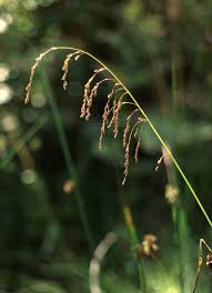 Attēlu rezultāti vaicājumam “Glyceria lithuanica”