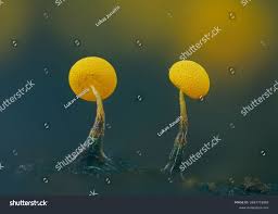 Attēlu rezultāti vaicājumam “Physarum viride var. aurantium”