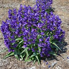 Image result for Penstemon