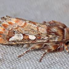 Attēlu rezultāti vaicājumam “Panolis flammea”