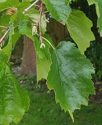 Attēlu rezultāti vaicājumam “Corylus colurna”