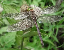 Attēlu rezultāti vaicājumam “Anax parthenope”