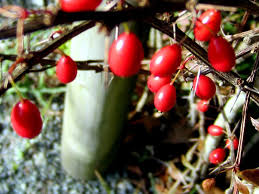 Attēlu rezultāti vaicājumam “Berberis thunbergii fruit”