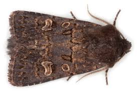 Attēlu rezultāti vaicājumam “Eriopygodes imbecilla”