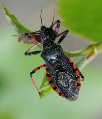 Attēlu rezultāti vaicājumam “Rhynocoris annulatus imago”