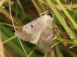 Attēlu rezultāti vaicājumam “Lygephila pastinum”