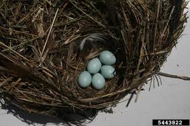 Attēlu rezultāti vaicājumam “Sturnus vulgaris nest”