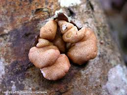 Attēlu rezultāti vaicājumam “Hypocrea rufa”