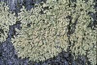 Attēlu rezultāti vaicājumam “Parmeliopsis ambigua”