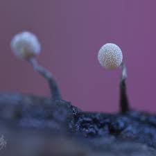 Attēlu rezultāti vaicājumam “Physarum album young”