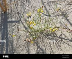 Attēlu rezultāti vaicājumam “Linaria loeselii”