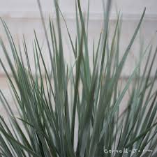 Attēlu rezultāti vaicājumam “Helictotrichon pratense”