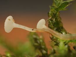 Attēlu rezultāti vaicājumam “Hymenoscyphus sp.”