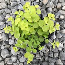 Attēlu rezultāti vaicājumam “Lysimachia nummularia leaf”