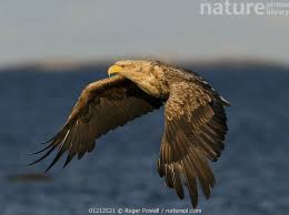 Attēlu rezultāti vaicājumam “Haliaeetus albicilla adult”