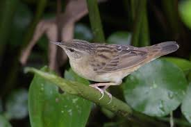 Image result for Locustella certhiola