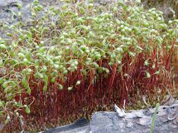 Attēlu rezultāti vaicājumam “Encalypta streptocarpa sporophyte”