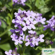 Image result for Hesperis matronalis