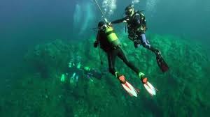 Image result for Canary Divers