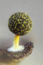 Attēlu rezultāti vaicājumam “Physarum melleum macro”