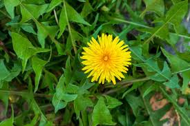 Attēlu rezultāti vaicājumam “Taraxacum suecicum flower”