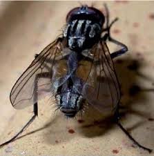 Attēlu rezultāti vaicājumam “Musca domestica”