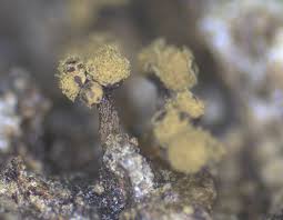 Attēlu rezultāti vaicājumam “Diderma subviridifuscum var. macrospora* macro”