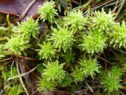 Attēlu rezultāti vaicājumam “Sphagnum wulfianum”