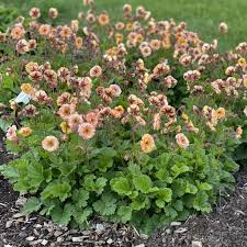 Attēlu rezultāti vaicājumam “Geum”