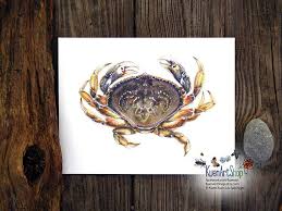 Image result for Metacarcinus magister