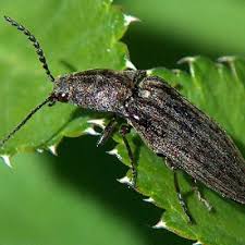 Attēlu rezultāti vaicājumam “Actenicerus sjaelandicus”