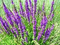 Image result for Lythrum salicaria
