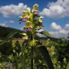 Attēlu rezultāti vaicājumam “Galeopsis speciosa”