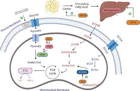 Image result for BCKA