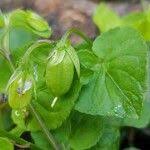 Attēlu rezultāti vaicājumam “Viola reichenbachiana leaf”
