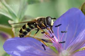 Attēlu rezultāti vaicājumam “Dasysyrphus tricinctus”