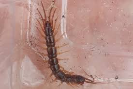 Attēlu rezultāti vaicājumam “Lithobius forficatus”