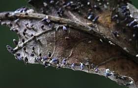 Attēlu rezultāti vaicājumam “Diachea sp.”