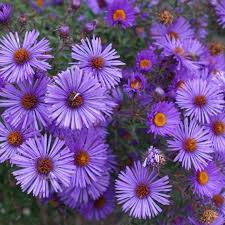 Image result for Aster novae-angliae
