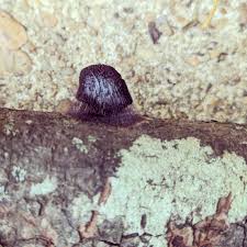 Attēlu rezultāti vaicājumam “Stemonitopsis gracilis”