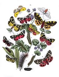 Attēlu rezultāti vaicājumam “Arctiidae”