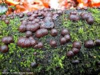 Attēlu rezultāti vaicājumam “Hypoxylon vogesiacum”