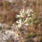 Attēlu rezultāti vaicājumam “Silene otites fruit”