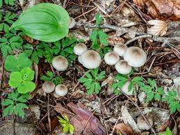 Attēlu rezultāti vaicājumam “Mycena abramsii”