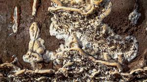 Attēlu rezultāti vaicājumam “Postia undosa”