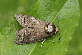 Attēlu rezultāti vaicājumam “Cossus cossus”